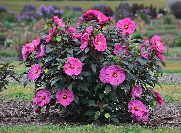 Berry_Awesome_Hibiscus_Plant