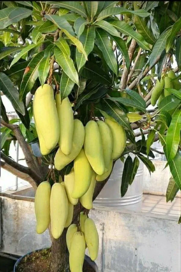 Yellow_Banana_Mango_Plant_|_Grafted_and_Hybrid_Plants