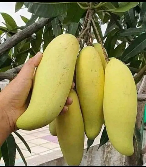 Banana_Mango_Yellow_Plant_Grafted_&_Hybrid_Organic_Plant_–_PrakritiDost