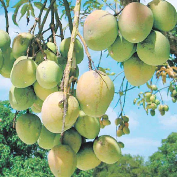 All_Season_Sweet_Bari-11_Mango_Plant_Grafted