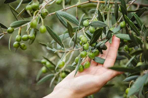 Olive_(Hybrid/_Healthy)_Fruit_Plant_(Pack_Of_1)
