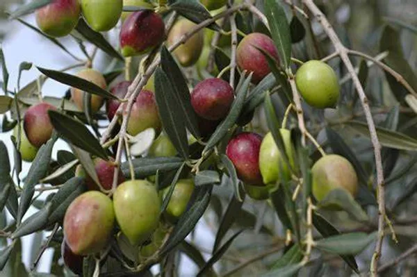 Olive_(Hybrid/_Healthy)_Fruit_Plant_(Pack_Of_1)