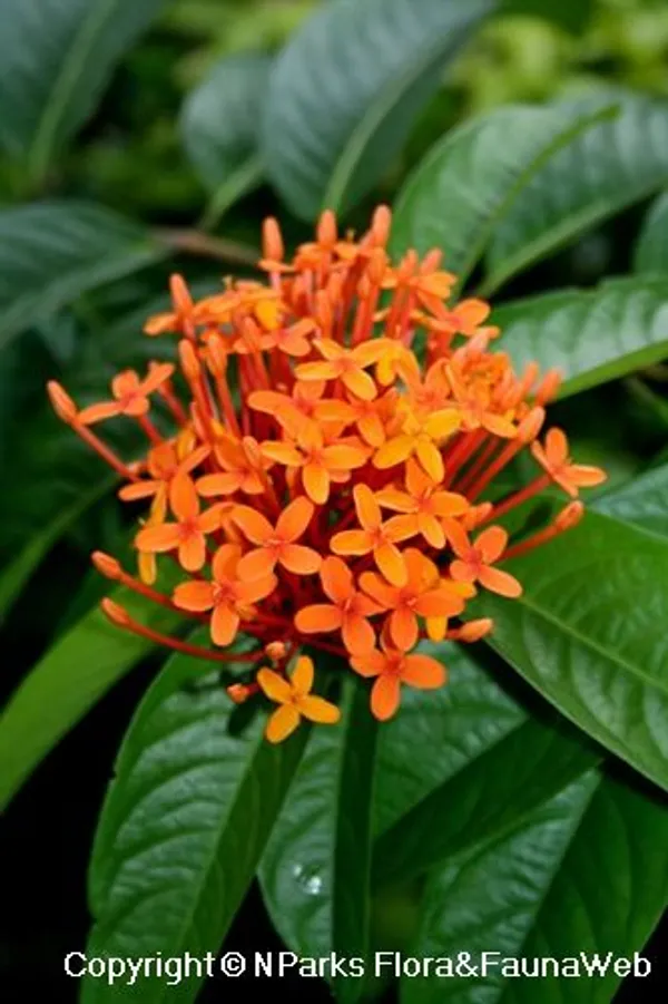 Orange_Ixora_Flower_Plant