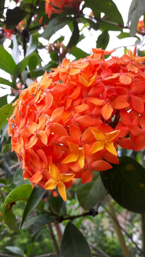 Orange_Ixora_Flower_Plant