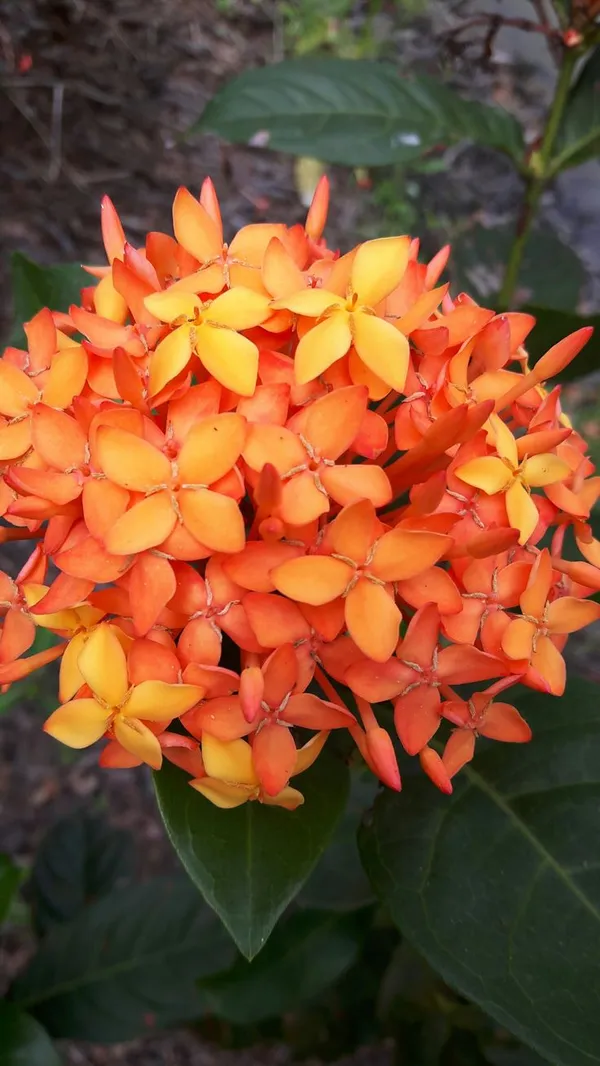 Orange_Ixora_Flower_Plant