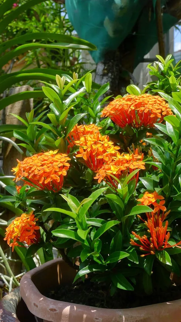 Orange_Ixora_Flower_Plant