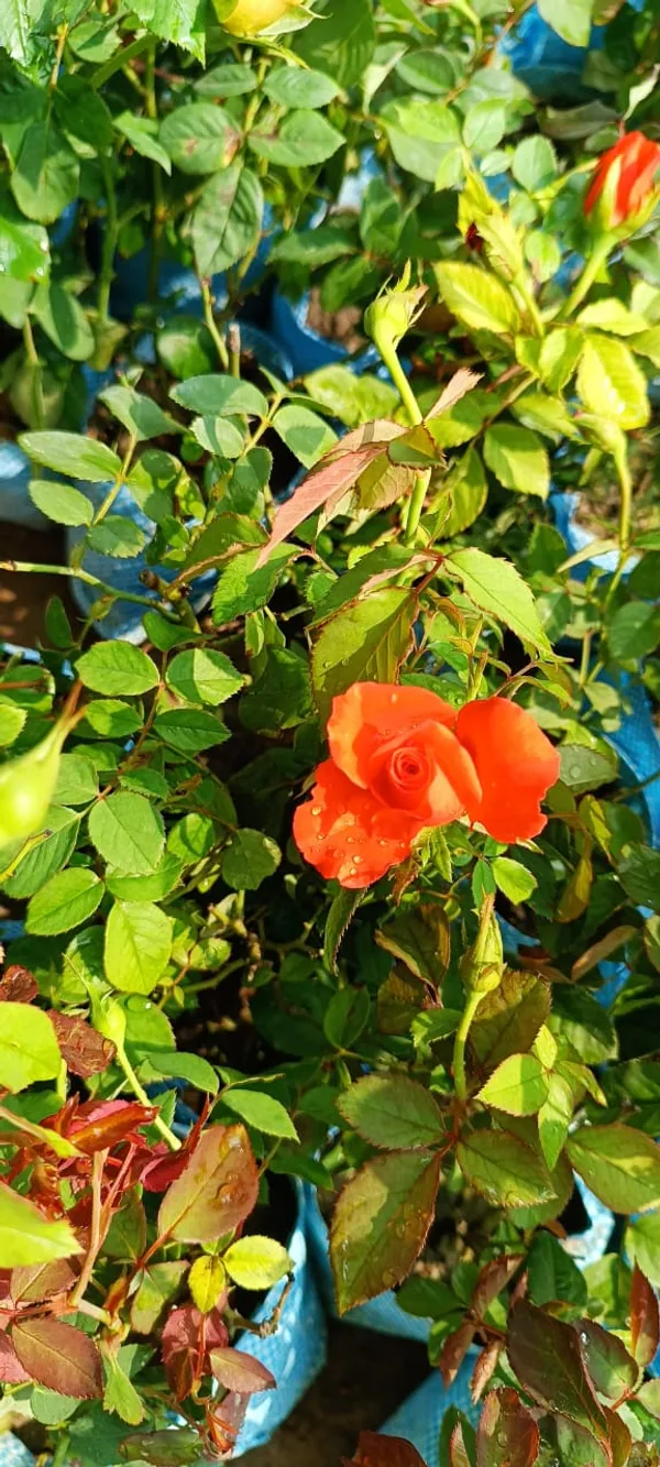 Orange_Rose_Flower_Plant_(Pack_Of_1)