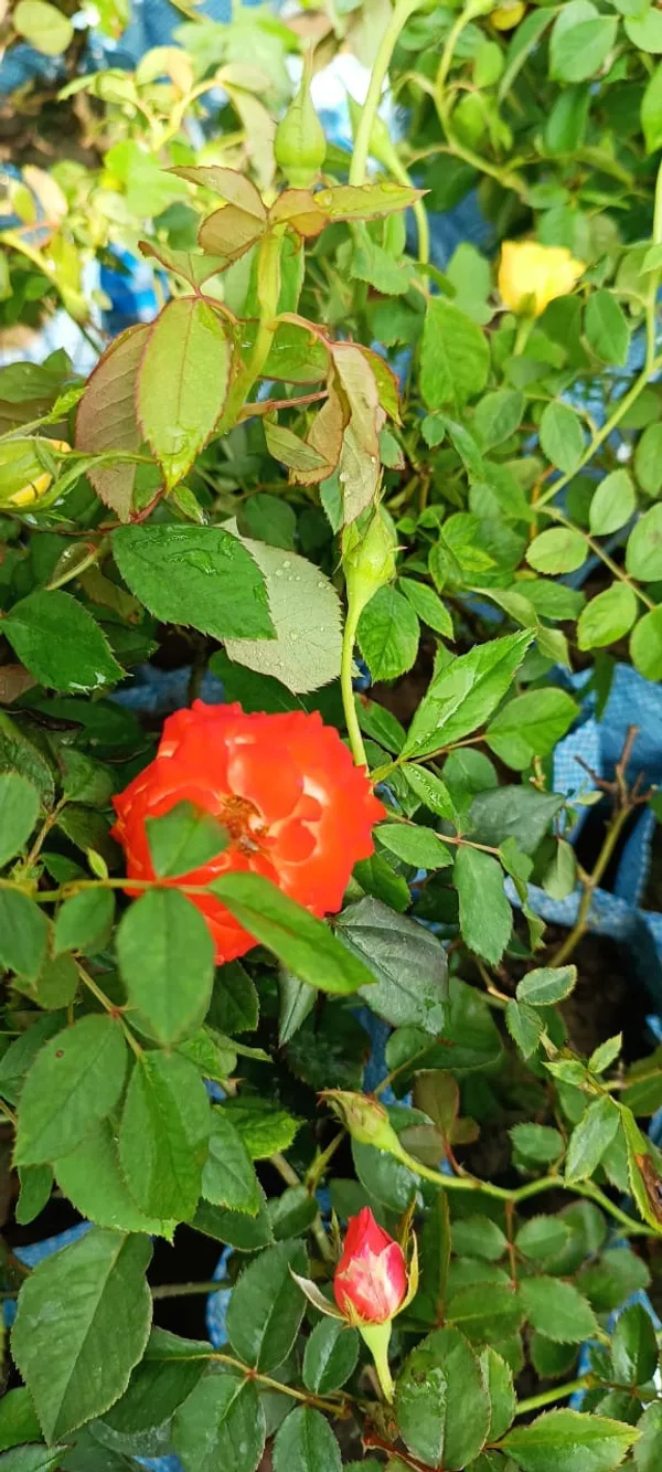 Orange_Rose_Flower_Plant_(Pack_Of_1)