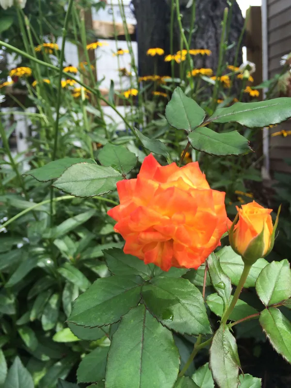 Orange_Rose_1.5-3.5_Ft_Flower_Plant_(Pack_Of_1)