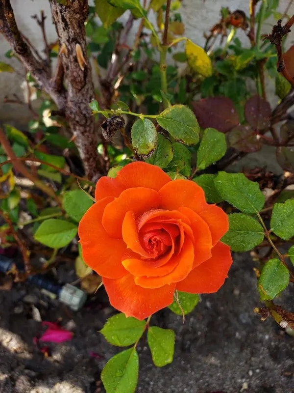 Orange_Rose_1.5-3.5_Ft_Flower_Plant_(Pack_Of_1)