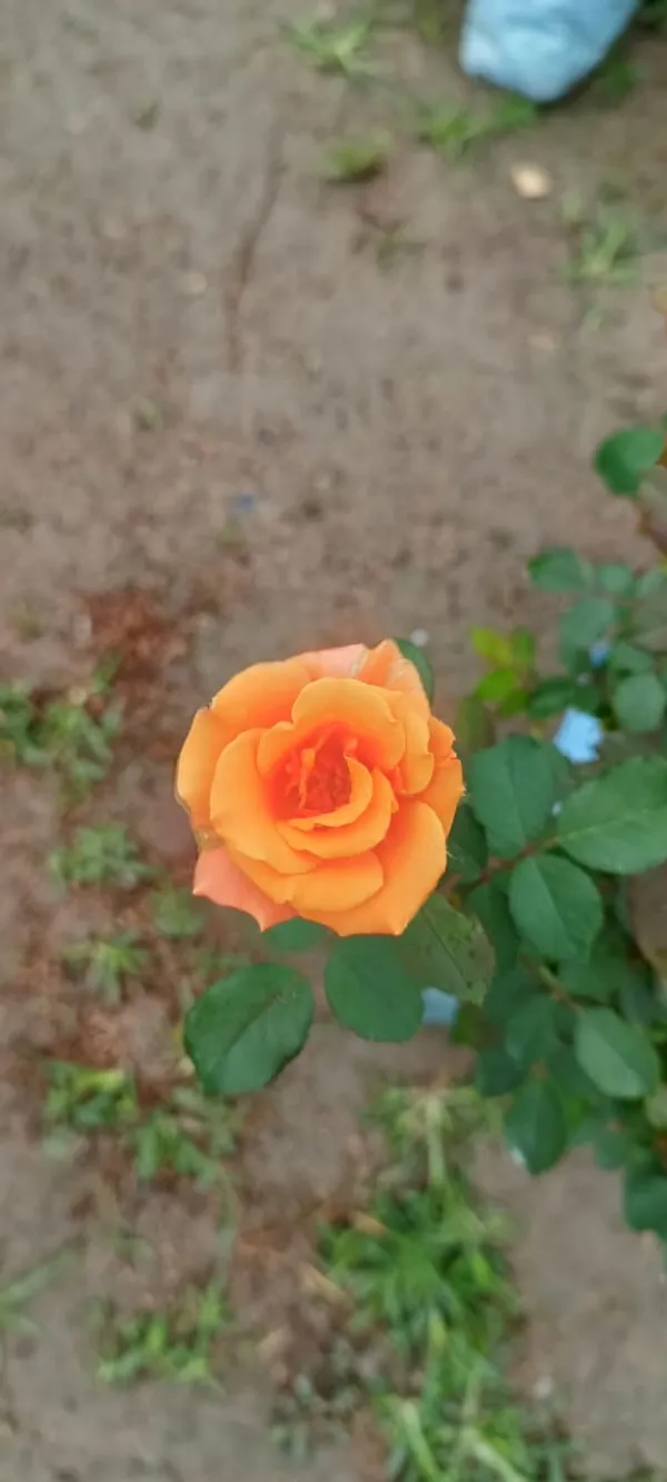 Orange_Rose_1.5-3.5_Ft_Flower_Plant_(Pack_Of_1)