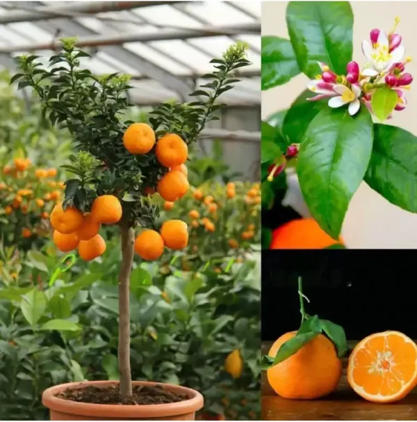 Thai_Sweet_Orange_Orange/Santra_Grafted_Fruit_Plant