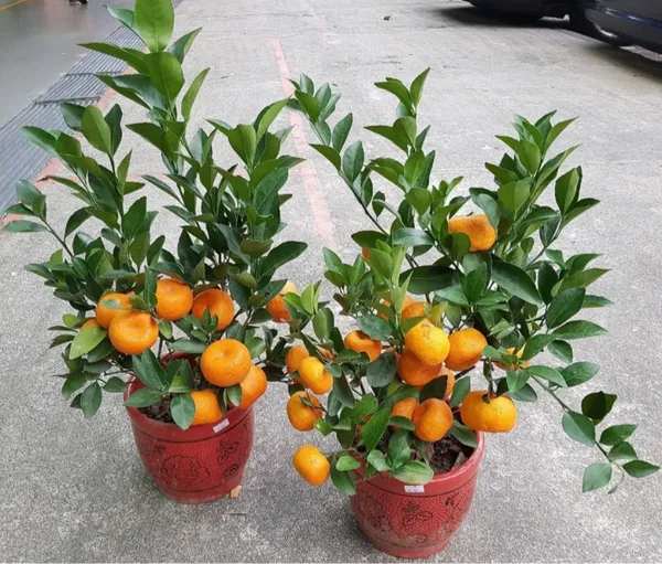 Chinese_Sweet_Orange_Santra_Hybrid_Grafted_Fruit_Plant