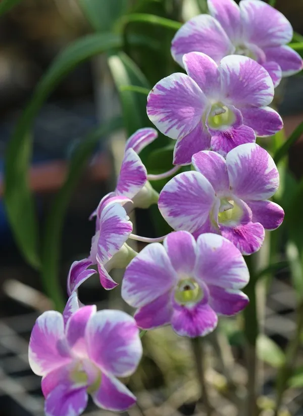Dendrobium_Walter_Oumae_x_Waipahu_(medium_Size)