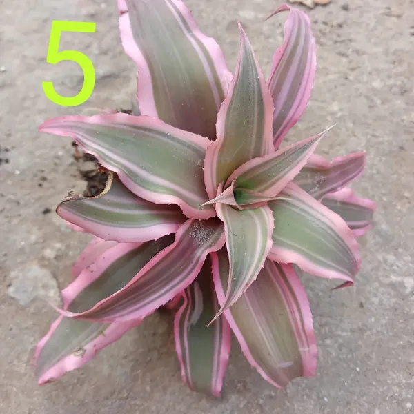 Cryptanthus_(Light_Pink)