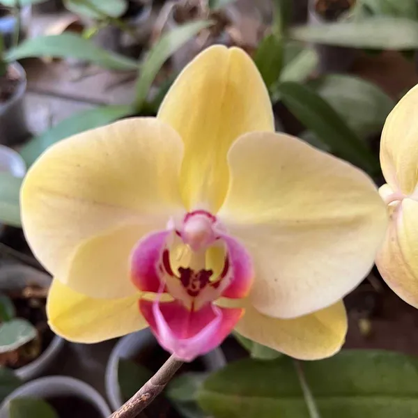 Phalaenopsis_seedlings_golden_treasure_(3_11)