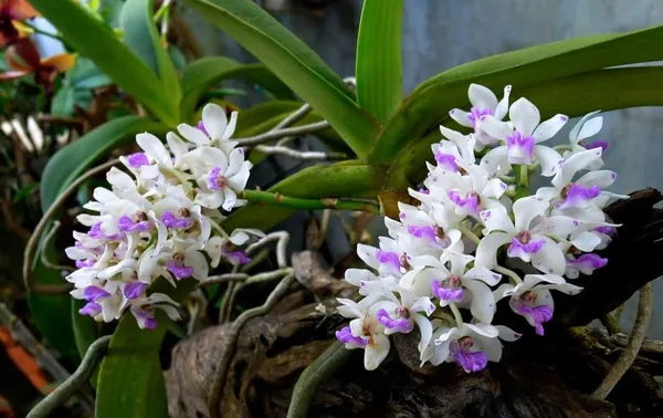 Rhynchostylis_gignata_spot_6
