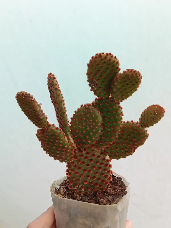 Bunny_Ears_Cactus_(3)