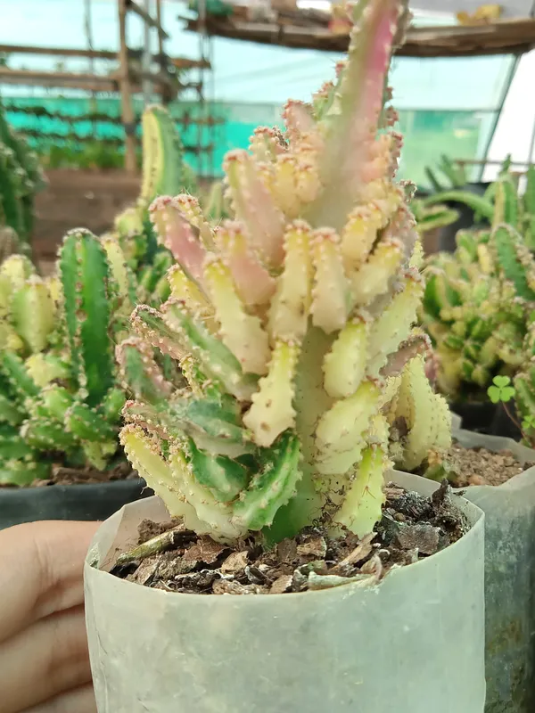 Fairy_castle_cactus_pink