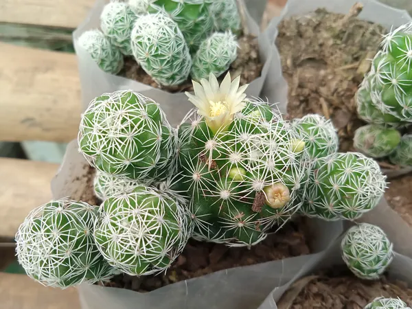 Thimble_Cactus,_Mammillaria_Vetula_–_Cactus_Plant(6)