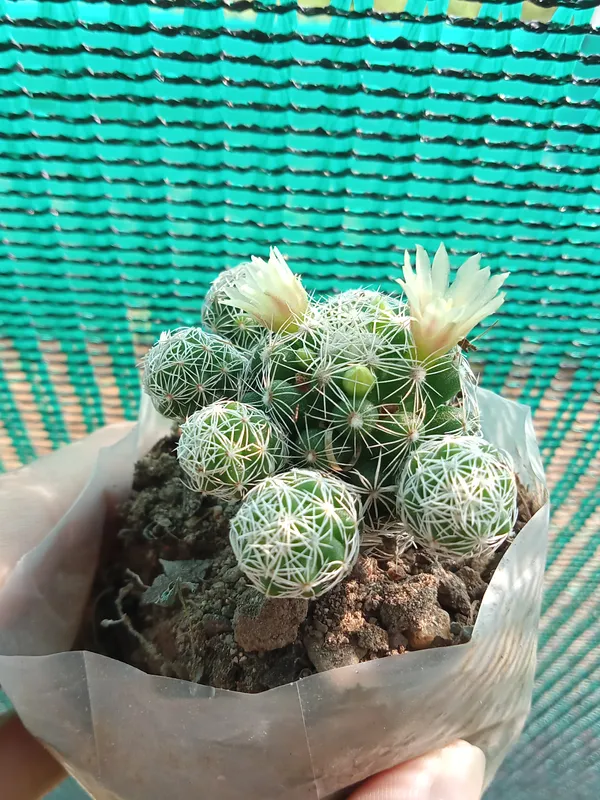 Thimble_Cactus,_Mammillaria_Vetula_–_Cactus_Plant(6)
