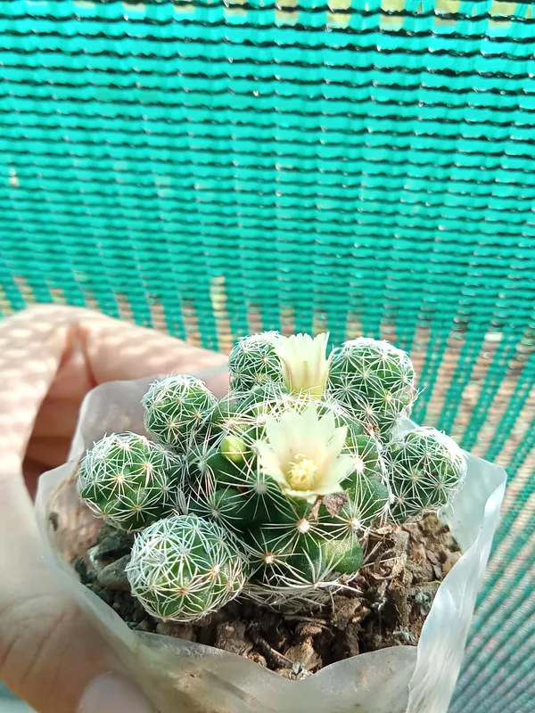 Thimble_Cactus,_Mammillaria_Vetula_–_Cactus_Plant(6)