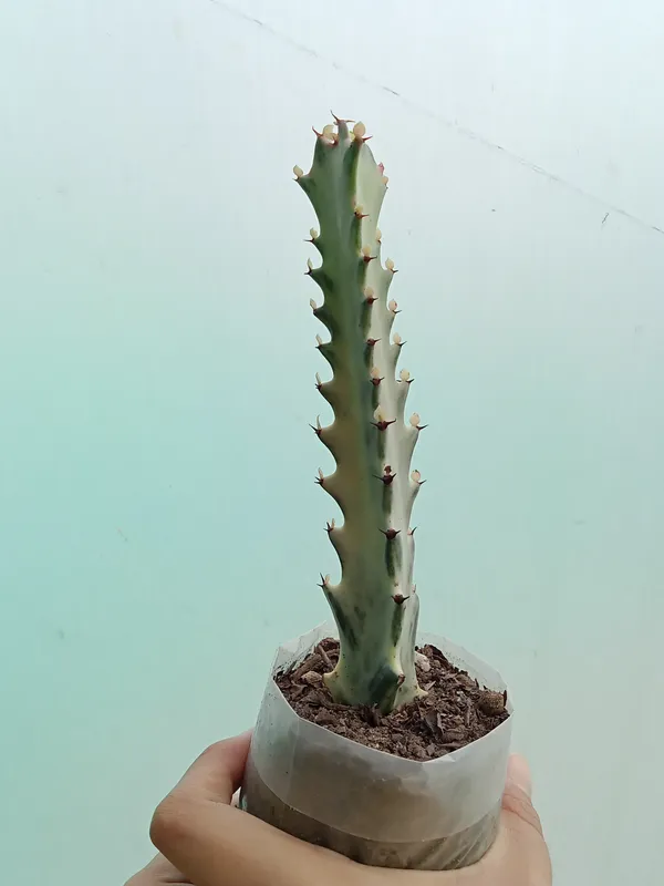 euphorbia_white_ghost_cactus