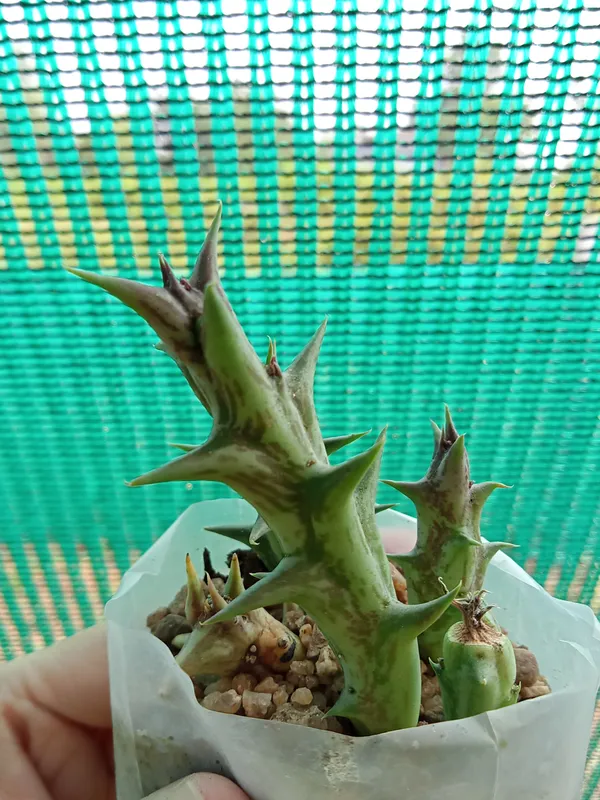 Orbea_Variegata_-_Cactus_Plant(2)