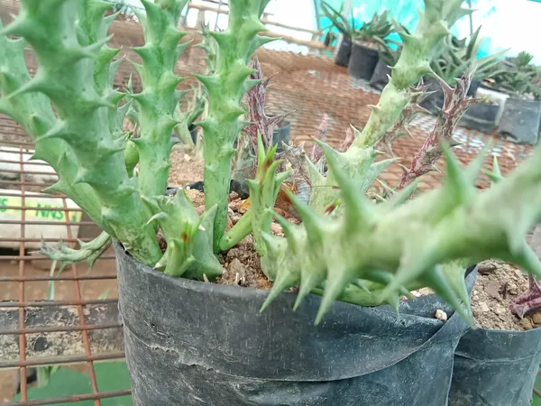 Orbea_Variegata_-_Cactus_Plant(2)