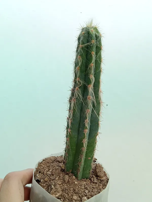 Old_man_cactus