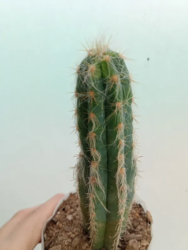 Old_man_cactus
