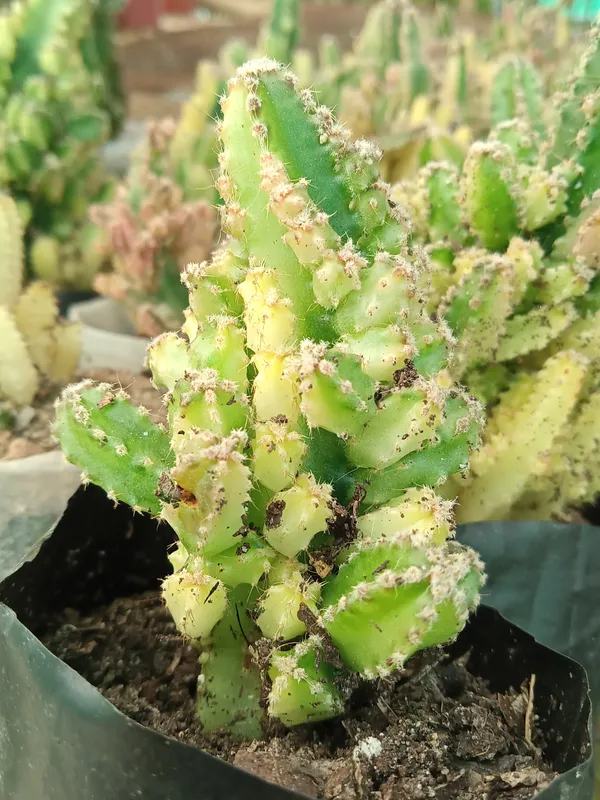 Fairy_castle_cactus_variegated