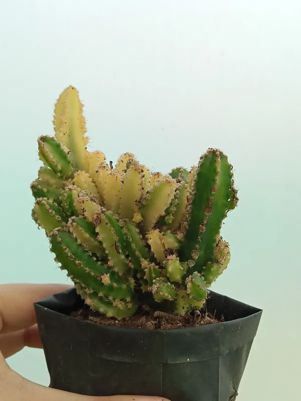 Fairy_castle_cactus_variegated
