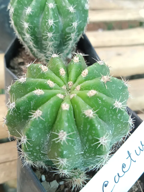 Echenopsis_cactus_(15)