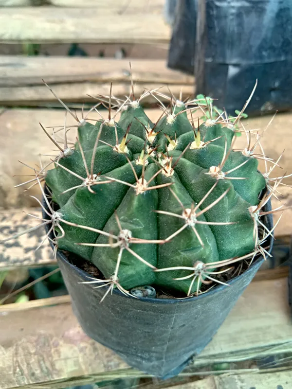 zymno_cactus_(12)