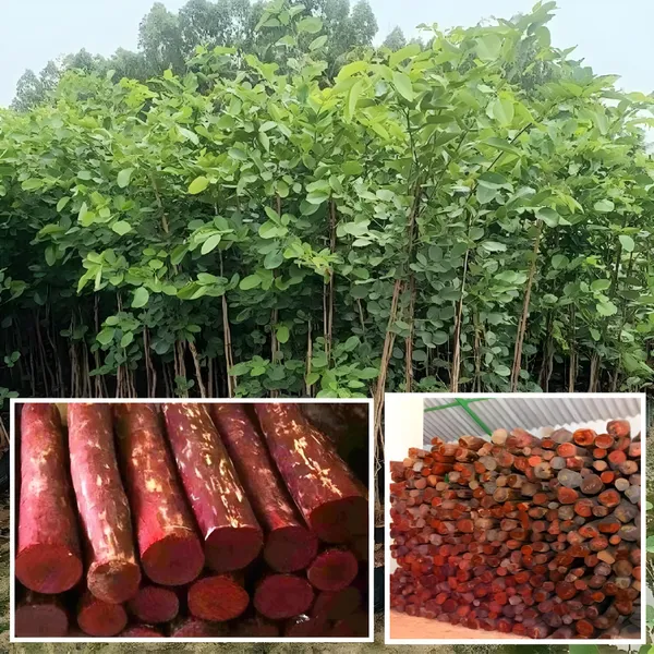 Original_Red_Sandalwood_Plant_-_Lal_Candan_Plant
