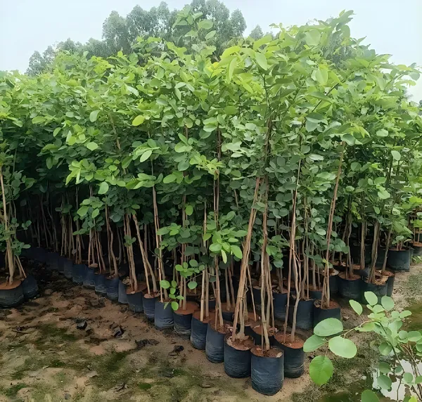 Original_Red_Sandalwood_Plant_-_Lal_Candan_Plant