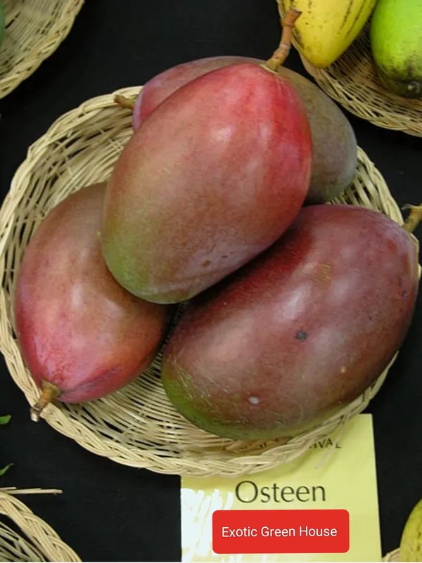 Osteen_Mango_Thailand_Varieties_Grafted_Fruit_Plant