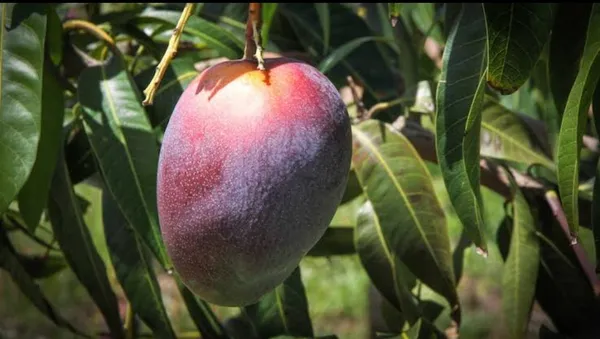 Osteen_Mango_Thailand_Varieties_Grafted_Fruit_Plant