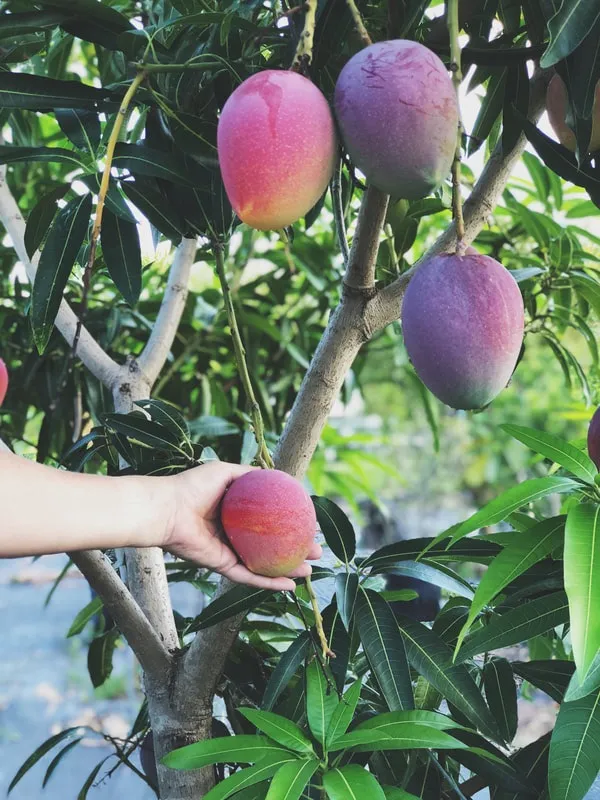 Thai_Osteen_Mango_Grafted_Fruit_Plant