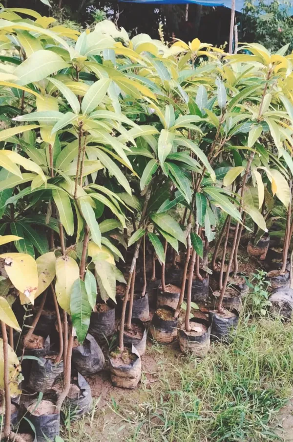 Thai_Osteen_Mango_Grafted_Fruit_Plant