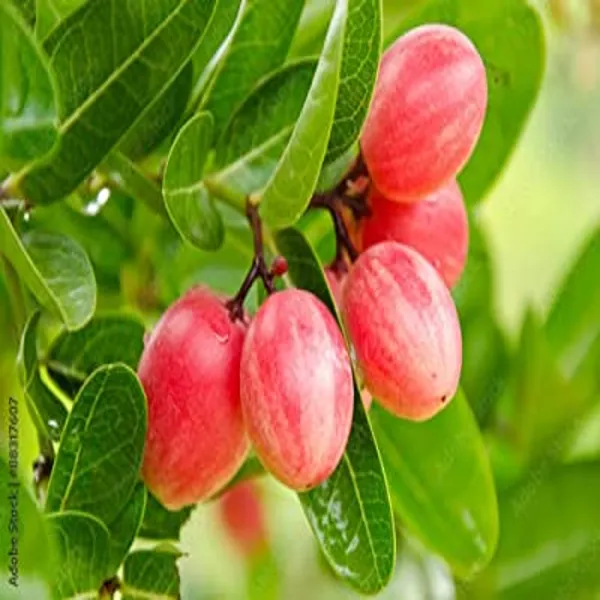 Sweet_Karanda_Fruit_Plant_Hybrid_Outdoor