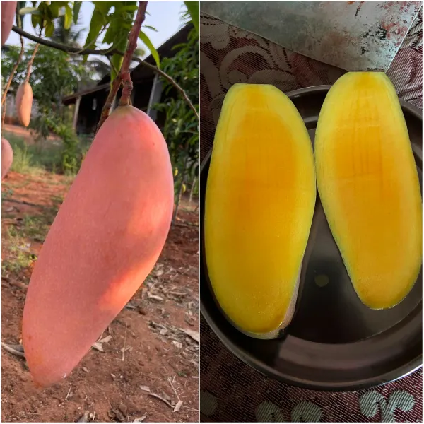 Red_Ivory_Mango_Fruit_Plants_&_Tree_(Grafted_For_Your_Home_Gardening_Hybrid
