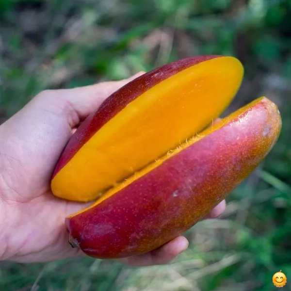 Red_Ivory_Mango_Fruit_Plants_&_Tree_(Grafted_For_Your_Home_Gardening_Hybrid