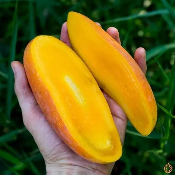 Red_Ivory_Mango_Fruit_Plants_&_Tree_(Grafted_For_Your_Home_Gardening_Hybrid