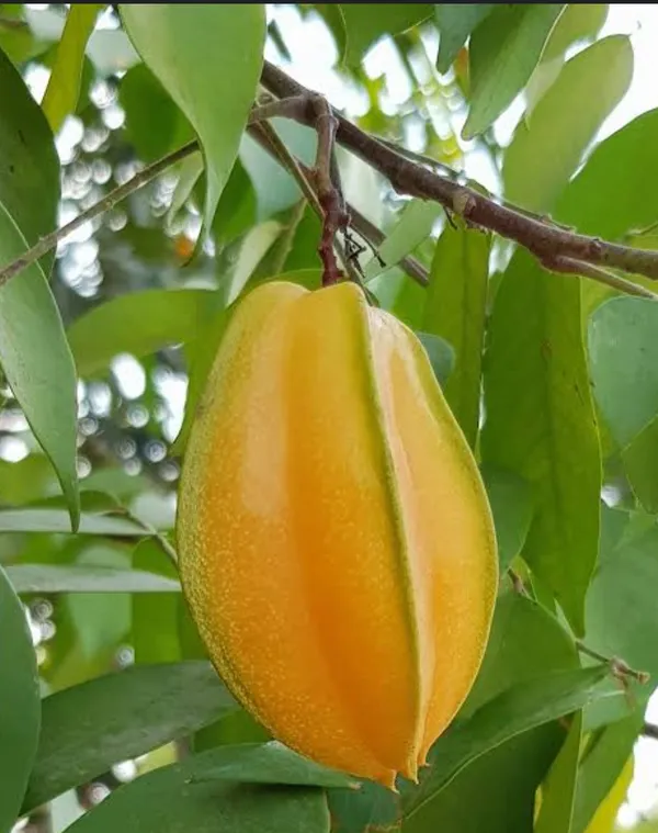 Yellow_Thai_Dwarf_Varieties_Sweet_Star_Fruit_Plant