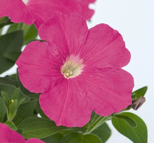 PINK_PETUNIA_FLOWER