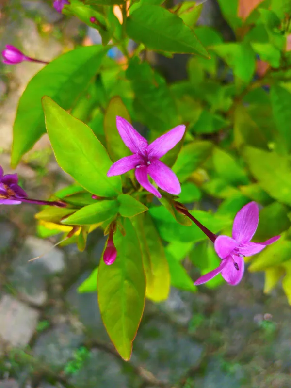 Pink__Togor