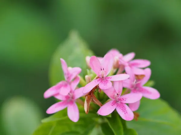 Pink__Togor
