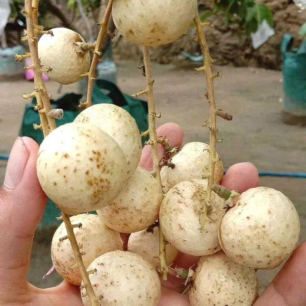 Snow_White_Dragon_Eye_Longan_Grafted_Fruit_Plant_(1-2_Feet_Height)